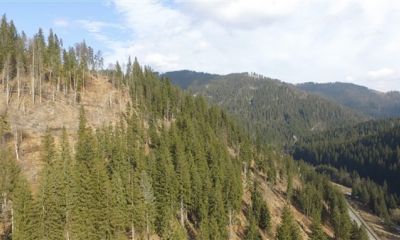 Masă lemnoasă 69 de arbori (volum 61 mc)